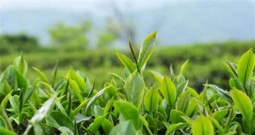 河南好茶，信阳产绿茶