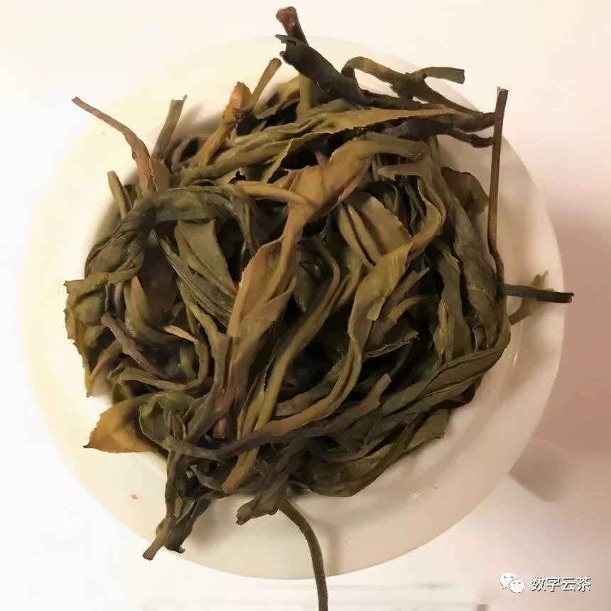 茶百科 丨 周红杰：形成普洱茶品质三大要素之优质的原料
