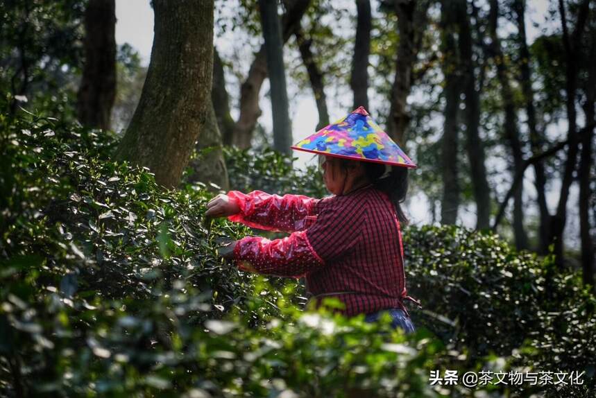 世界文化景观遗产：杭州西湖之茶园、茶禅、茶贡