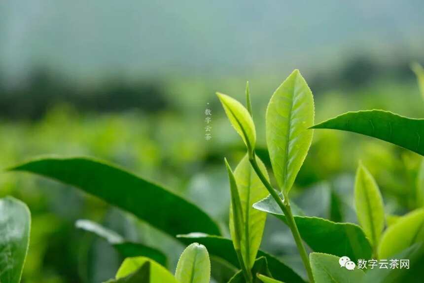 茶百科 丨 为何高山云雾的地方能孕育出好茶？