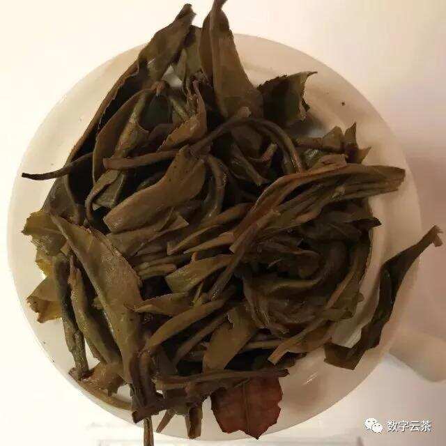 茶百科 丨 周红杰：形成普洱茶品质三大要素之优质的原料
