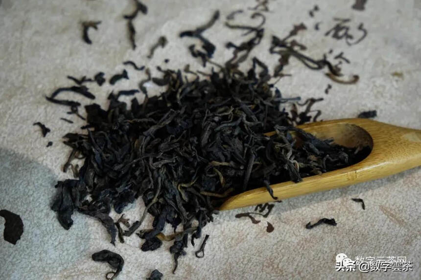茶百科 丨 从一片叶子到一杯茶的神奇旅程——普洱熟茶篇