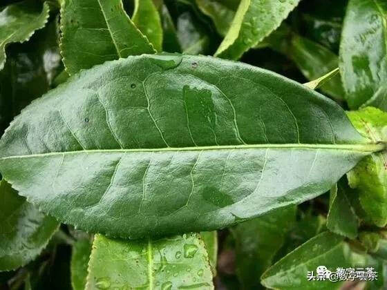 普洱茶三大产区古茶树分布情况