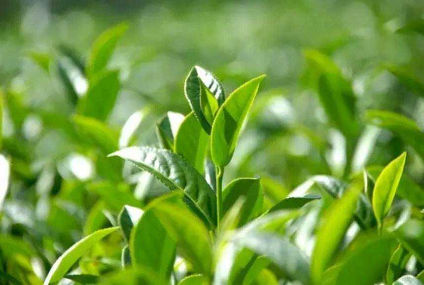 每天学点茶叶小知识：春茶和秋茶为何比夏茶好喝？