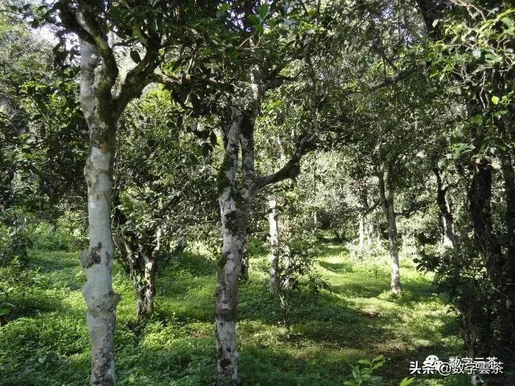 普洱茶三大产区古茶树分布情况