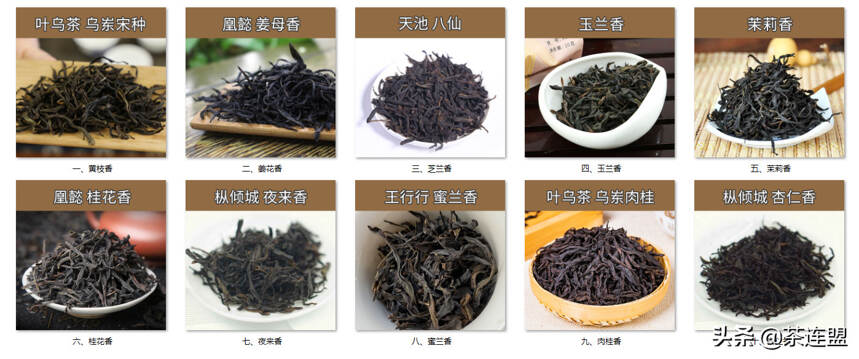 茶连盟丨常见茶分类盘点（四）《单丛茶篇》