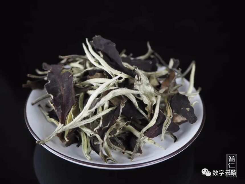 茶研室 丨 云南白茶与福建白茶的研究对比