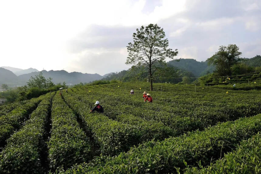 中原茶文化节媒体代表踏上寻茶探秘之旅