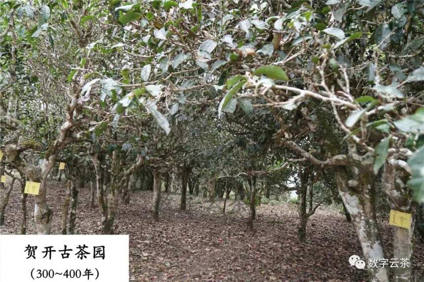 茶百科 丨 普洱茶黑话之单株、纯料、台地、古树（1）