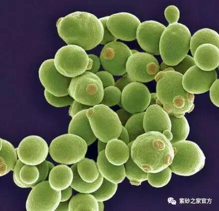 “勐海味”的生物学研究（3）：野生酵母菌群