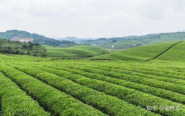 中国茶叶种植面积最大的省份是贵州
