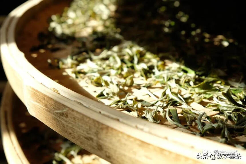 茶文化 | 普洱茶加工工艺的演变