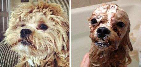看了对比图你就知道自家宠物为什么不爱洗澡了╮(╯o╰)╭