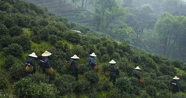 愣是没有大品牌的我国茶叶市场，未来有哪些方向去探究？