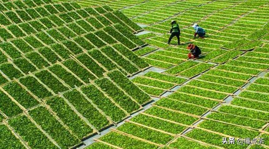 关于绿茶，你知道几类呢？