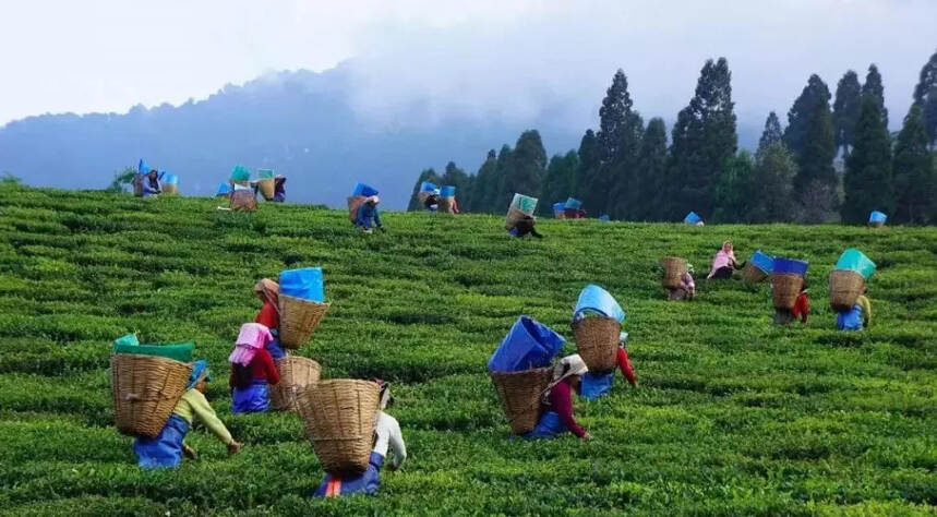 印度和斯里兰卡的茶简史