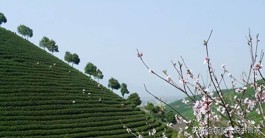 每天1分钟学习茶知识（23）安吉白茶为什么叶片是白色的呢