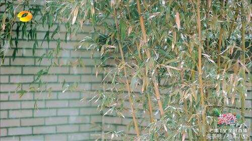 张若昀的家门口种一片竹子？！价值9300万！北京这房子才真豪