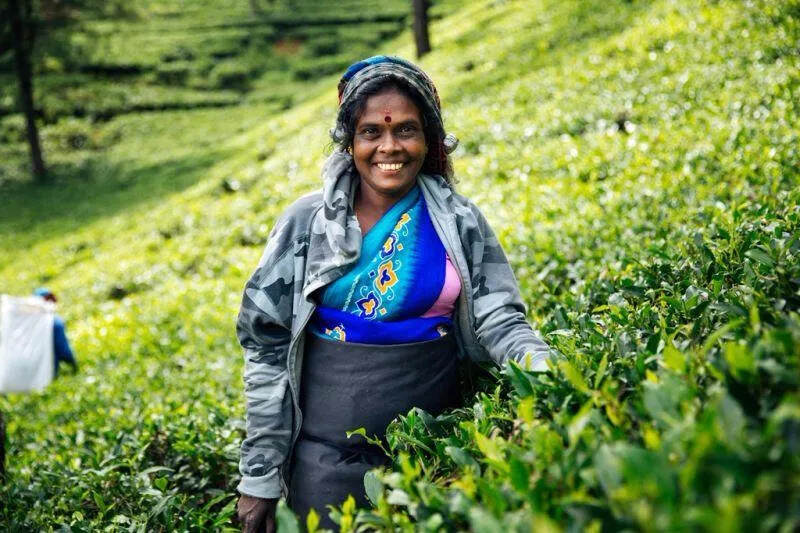 印度和斯里兰卡的茶简史