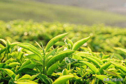 一年四季怎么饮茶最健康，你喝对了吗？