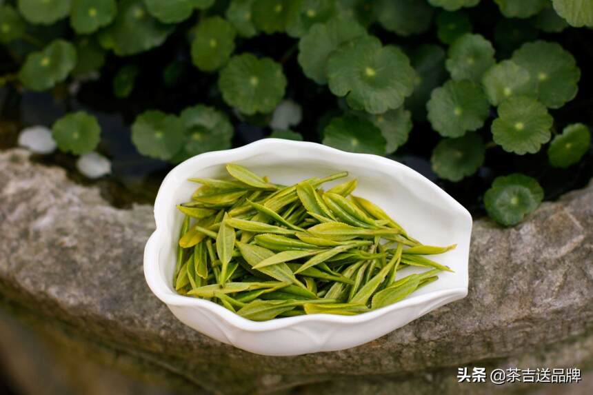 中国茶叶的主要产地，你的家乡上榜了没？