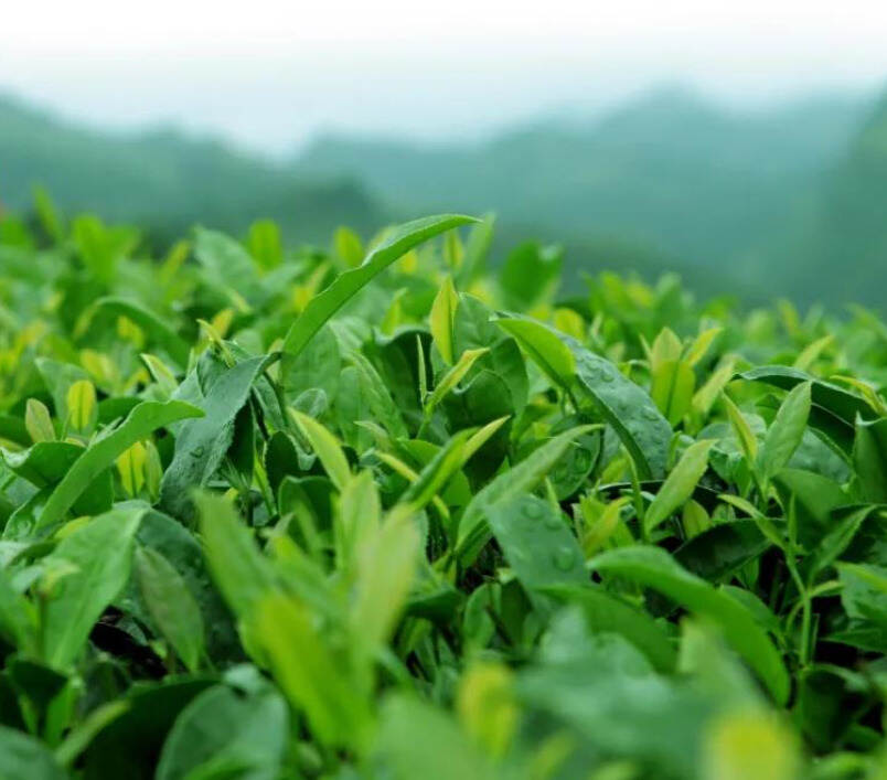 中国科学巨匠沈括，讲述心中的仙茶