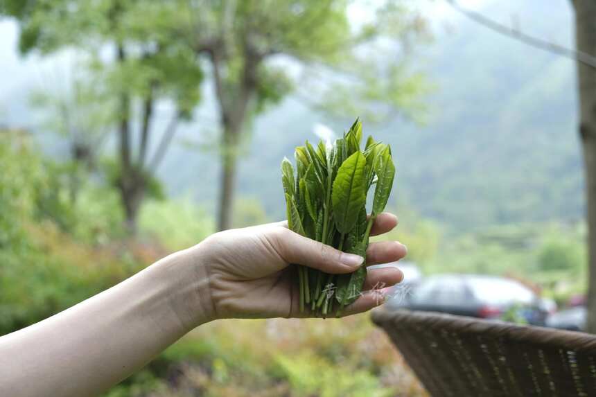 小吕推荐丨茶界“珍稀物种”—太平猴魁，空谷幽兰香！老茶客最爱