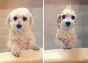 看了对比图你就知道自家宠物为什么不爱洗澡了╮(╯o╰)╭