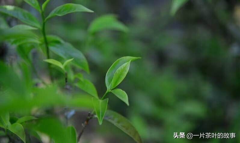 凤凰单丛｜花香大乌叶，一年中性价比最高的口粮茶