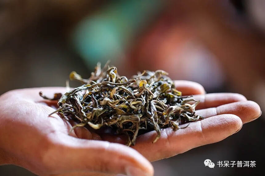 2020春茶行 | 第五站·景迈，揭开“世界茶源”的神秘面纱