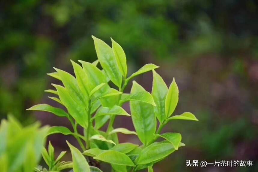 常喝白叶单丛的你，了解茶树特性吗？