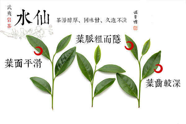 茶叶百科 武夷岩茶品种大揭秘