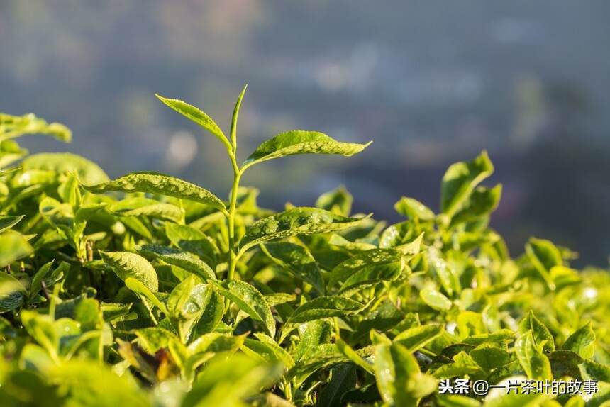 怎样区分青茶和绿茶？