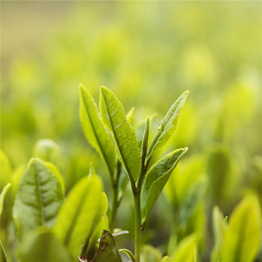 茶科普 | 乌龙茶的产区与分类