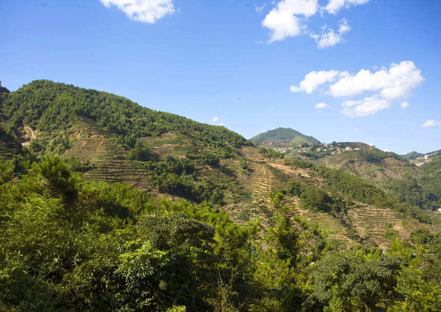 独特的地理走势正是茶树生长的最佳环境，也造就安溪茶闻名于世