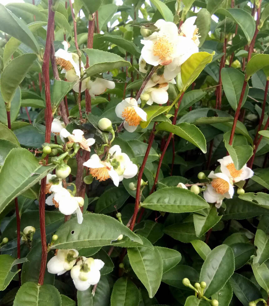茶科普 | 为什么茶树开花结果却要被茶农嫌弃？