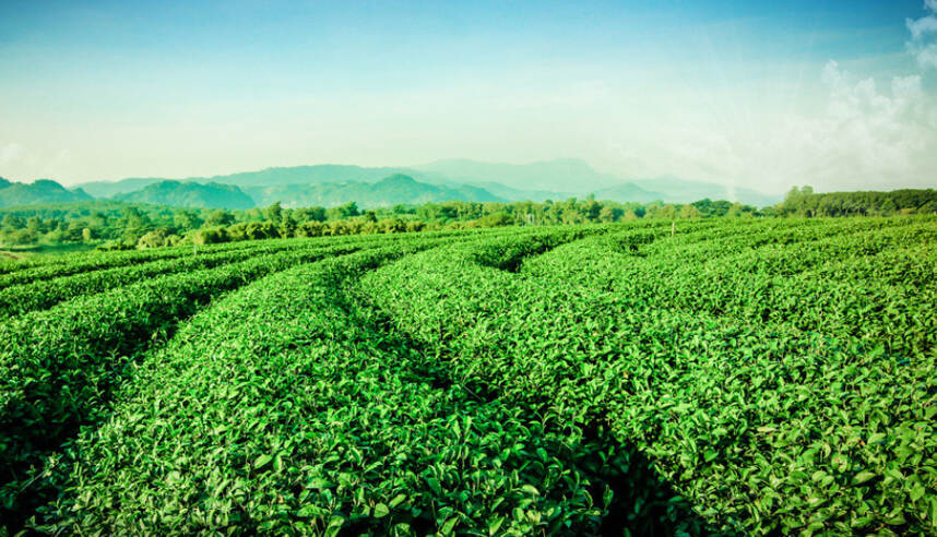 茶科普 | 中国茶的基本分类