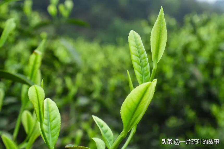 品了这么久的绿茶，你喝的是哪种绿？（干货好文）