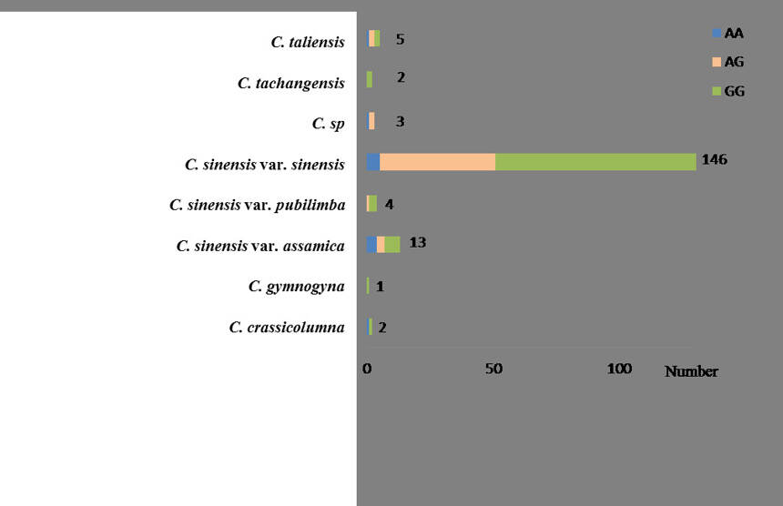 与茶树儿茶素含量显著相关的一个单核苷酸多态性的鉴定与分布