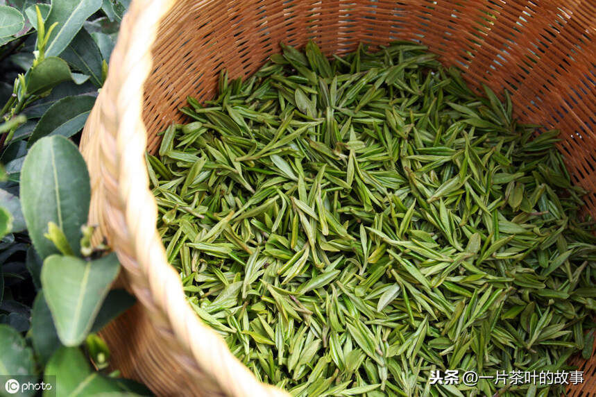 从茶树品种到地域产区，了解西湖龙井