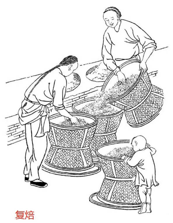 大红袍是如何制成的？武夷岩茶初制技术