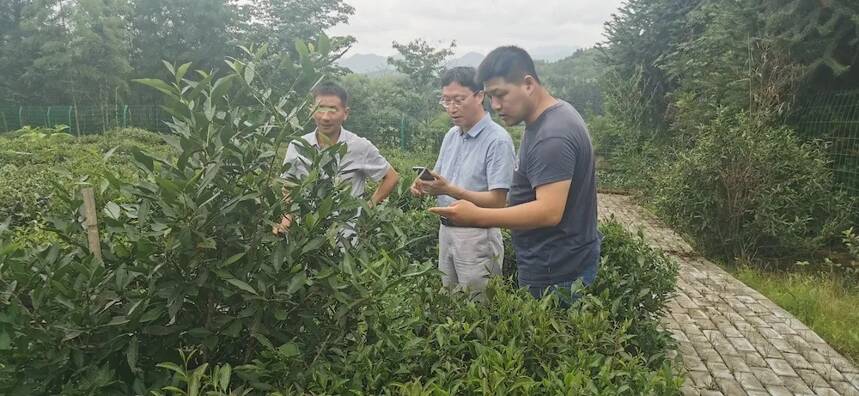 「科技日报」国际茶日丨科研贴近茶产业，苗叶青青映初心