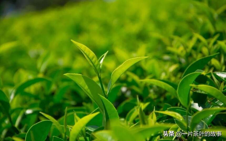 茶叶加工中，造成色泽差异的原因有哪些？