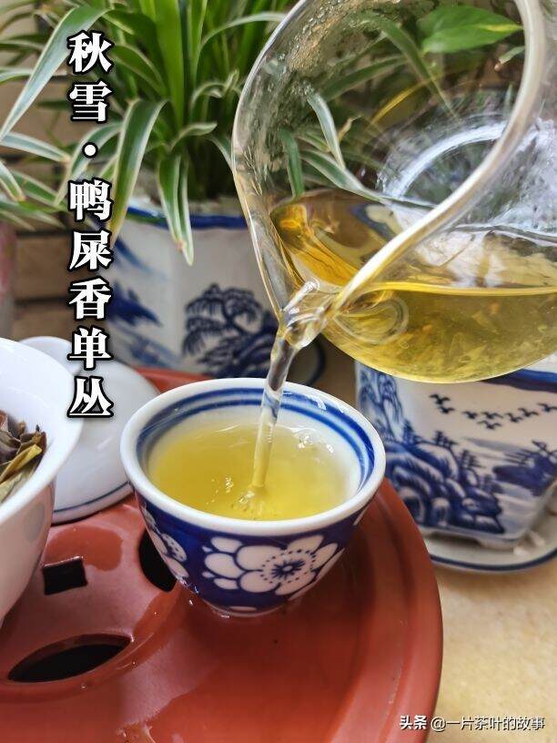 凤凰山的雪片单丛冒芽了，一年中香气最好的茶叶