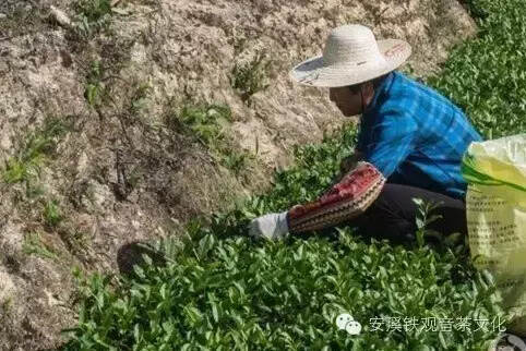 茶叶才是安溪最美代名词 茶山更是迷人