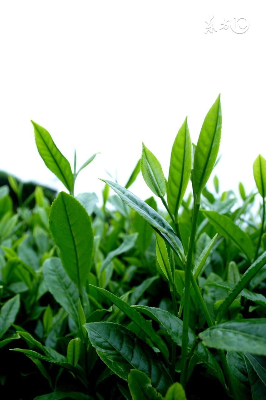 安溪铁观音茶几大产区的茶质如何分辨？