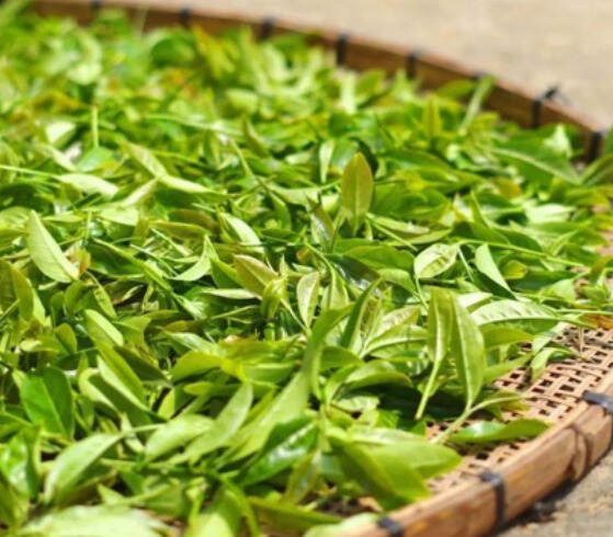 绿茶的加工，用什么方式杀青和干燥？炒青、烘青、蒸青和晒青绿茶，有什么不同？