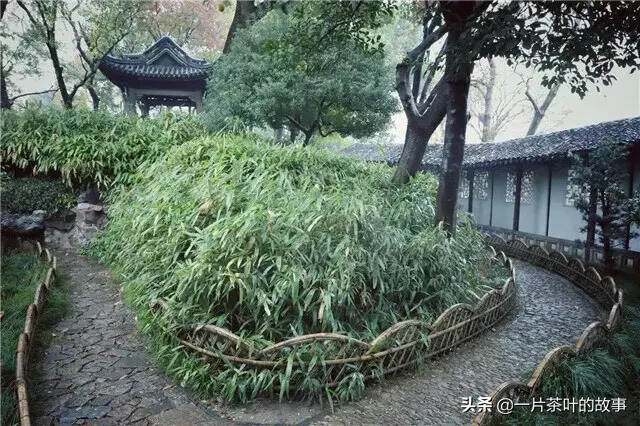 院，有竹则不俗