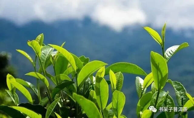书呆子2020年春茶 古树茶原产地直播、成本价预售即将开始