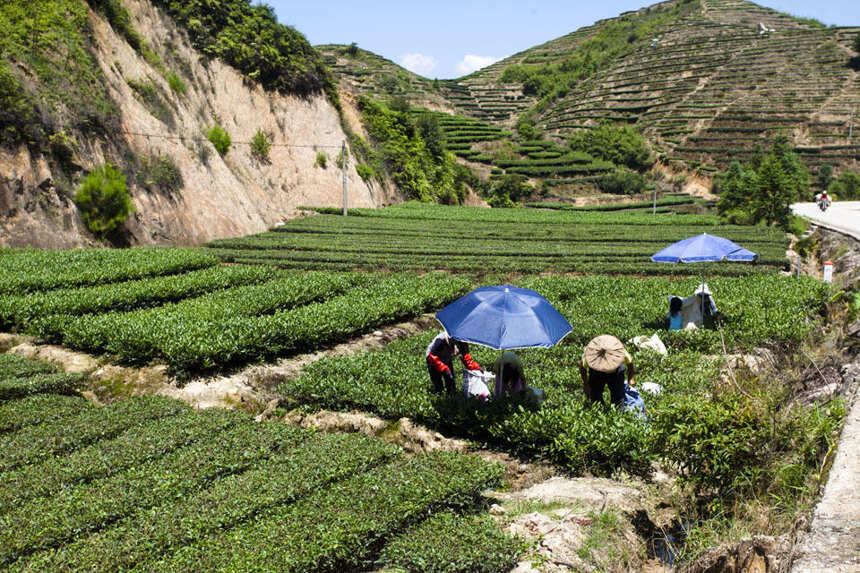 独特的地理走势正是茶树生长的最佳环境，也造就安溪茶闻名于世
